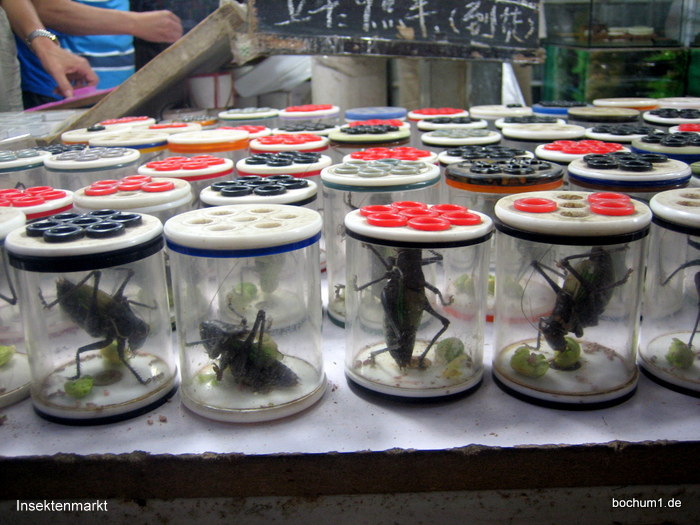 ...auf dem Insektenmarkt