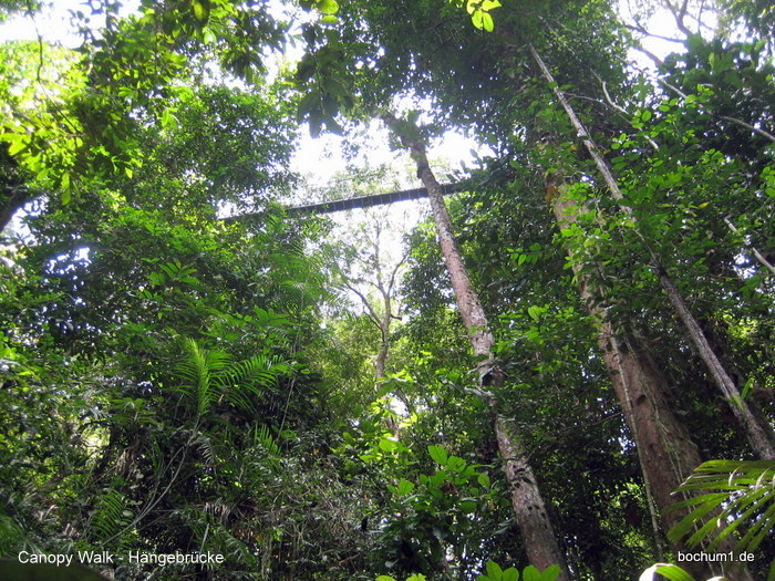 Canopy Walk