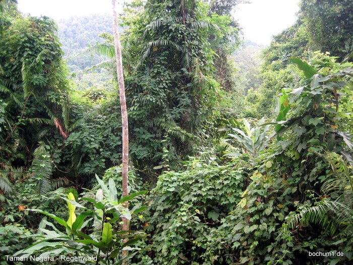 Im Regenwald