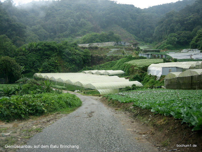 ...in den Cameron Highlands