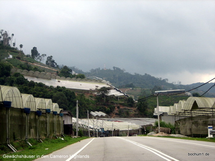 Cameron Highlands - Gewächshäuser