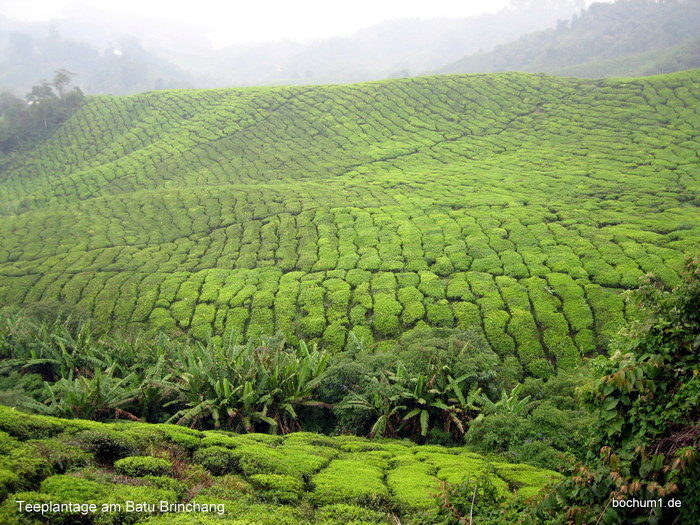 Teeplantagen