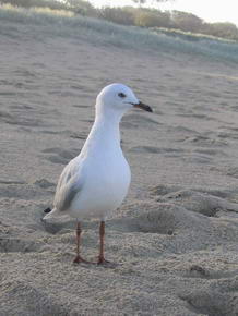 ...die Mwe am Strand - Aussicht auf was zu Essen macht mutig..