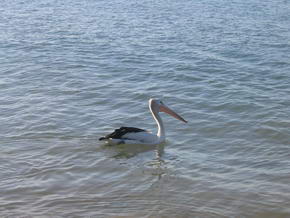 ...einer der Pelikane am Strand