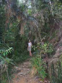 Der Weg durch den Regenwald