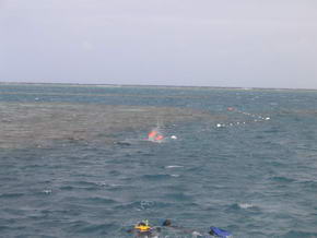 Das Great Barrier Reef von der Plattform aus