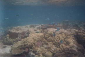 Foto vom Riff mit der Unterwasserkamera