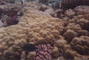 ..und natrlich auch die Farbenvielfalt der Korallen