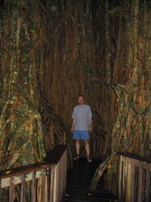 Cathedral Fig Tree Wrgefeige