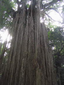 Yungaburra Curtin Fig Tree - Wrgefeige