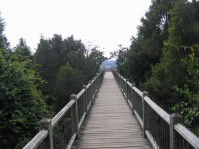 Walk with the Birds im Dorrigo Nat. Park