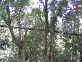 Hngebrcke des Rainforest Canopy Walk