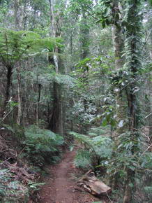 Wer Morgen Falls Track durch den Regenwald