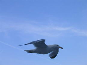 Diese M�we folgte der F�hre �ber l�ngere Zeit parallel