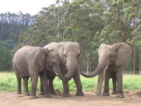 Knysna Elephant Park