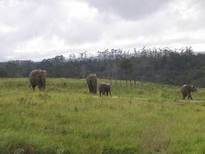 ...noch ein Bild aus dem Knysna Elephant Park