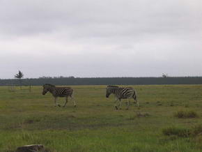 Zebras im Buffalo Hills Game Reserve