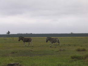 Zebras im Buffalo Hills Game Reserve