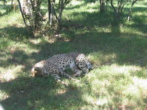 Gepard, das schnellste Tier zu Fuss...