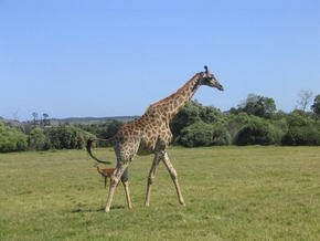 Giraffe, was sonst....