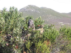 Paviane in den Struchern des Cape Point Nat. Reserve