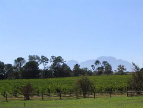 Weinreben des Gutes Blaauwklippen