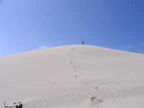 Riesige Dne im De Hoop Nat. Park