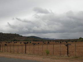 Weide mit Straue im kleinen Karoo bei Oudtshoorn