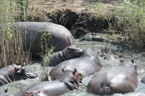 Flusspferde im Fluss