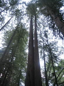 Redwood Bume im Muir Woods N. M.