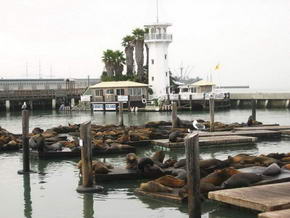 Pier 39 mit den Seehunden