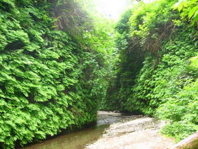Farn Canyon