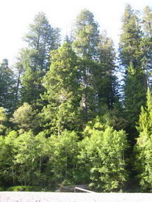 Tall Trees Grove