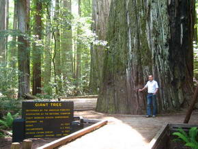 Giant Tree im Humboldt State Park