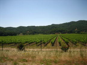 Nappa Valley
