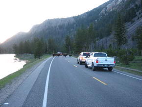 Bisonherde auf der Fahrbahn