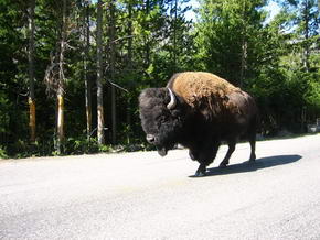Mal wieder nen Bison auf der Fahrbahn
