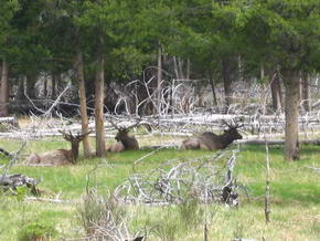 Elche im Yellowstone